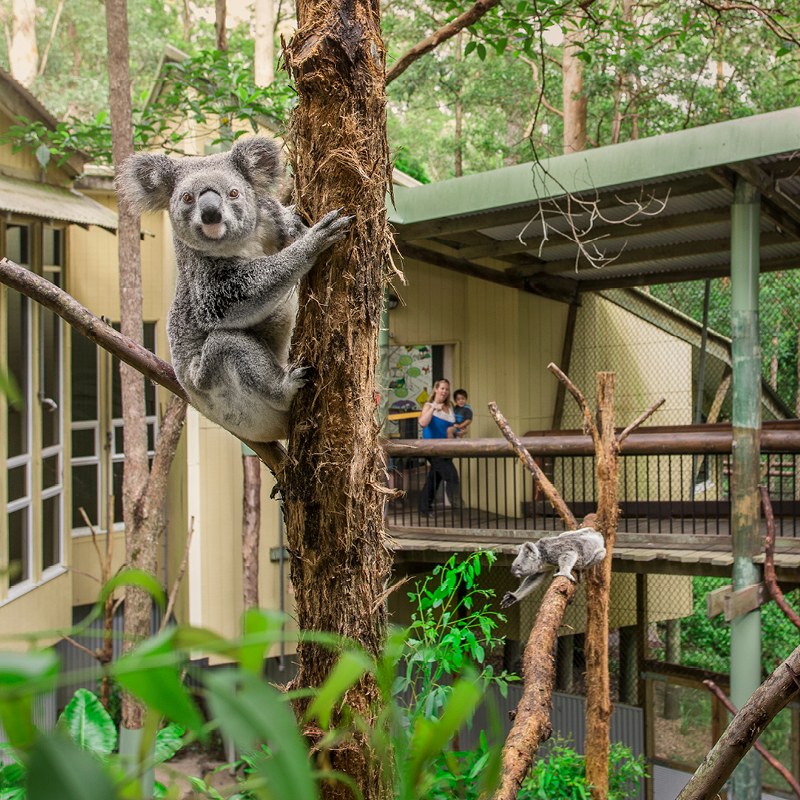 koala in a tree