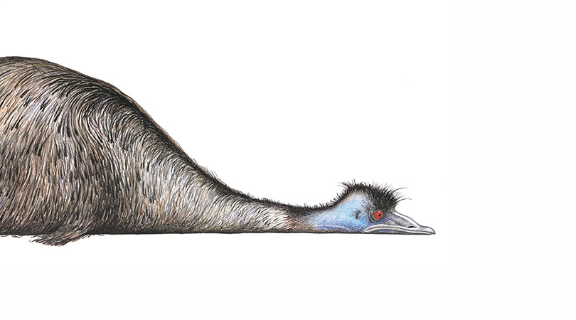 animated picture of an emu lying flat on the ground