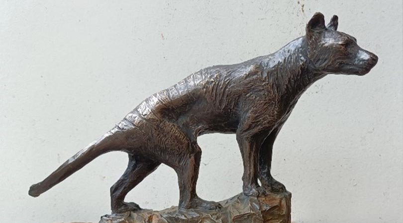 Bronze sculpture of a thylacine (tasmanian tiger) on a white background
