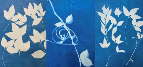 cyanotype 2