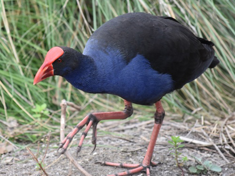Australasian swamphen