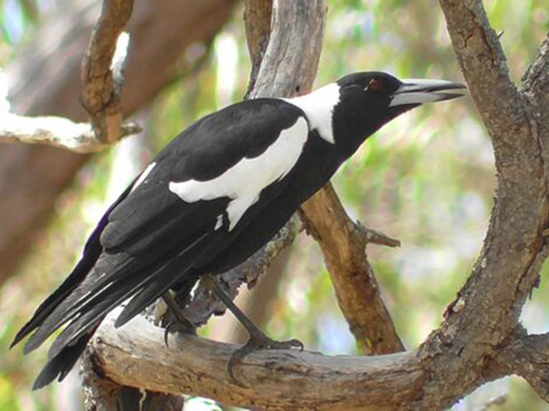 Australian magpie