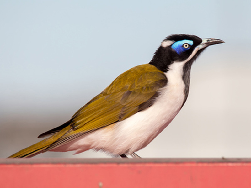 Blue-faced honeyeater