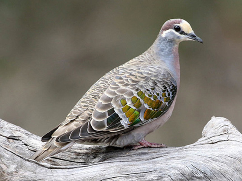 Common bronzewing