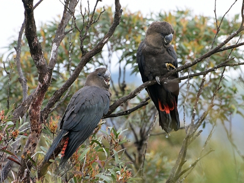 Glossy black-cockatoo