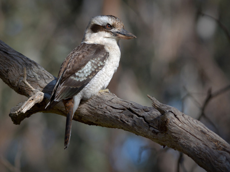 Laughing kookaburra