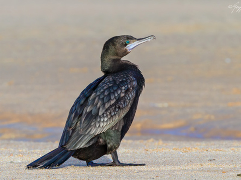 Little black cormorant