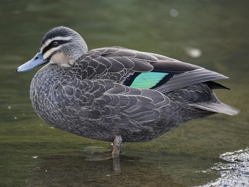 Pacific black duck