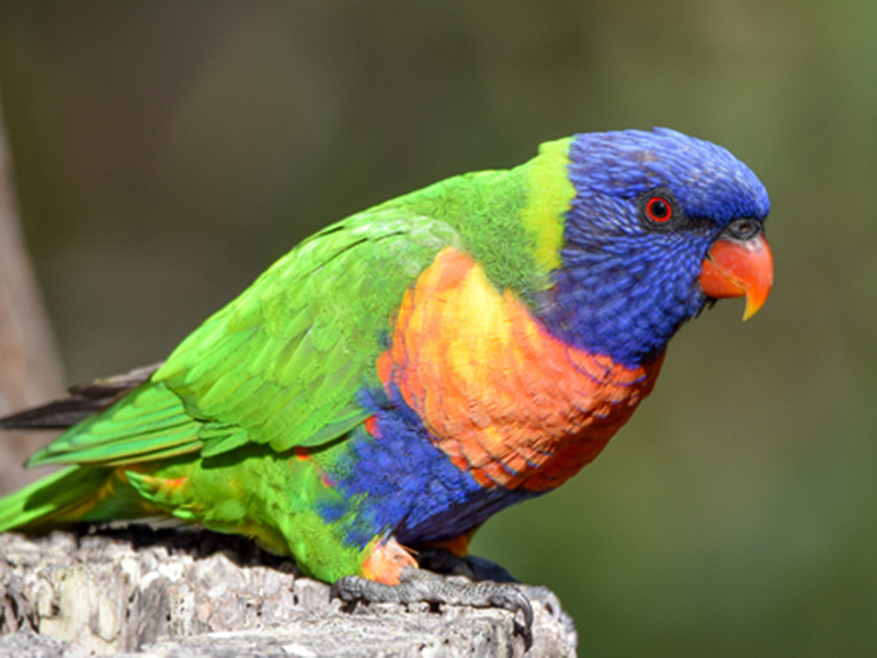 Rainbow lorikeet