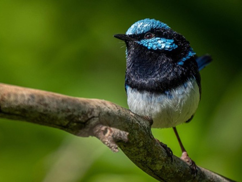 Superb fairywren