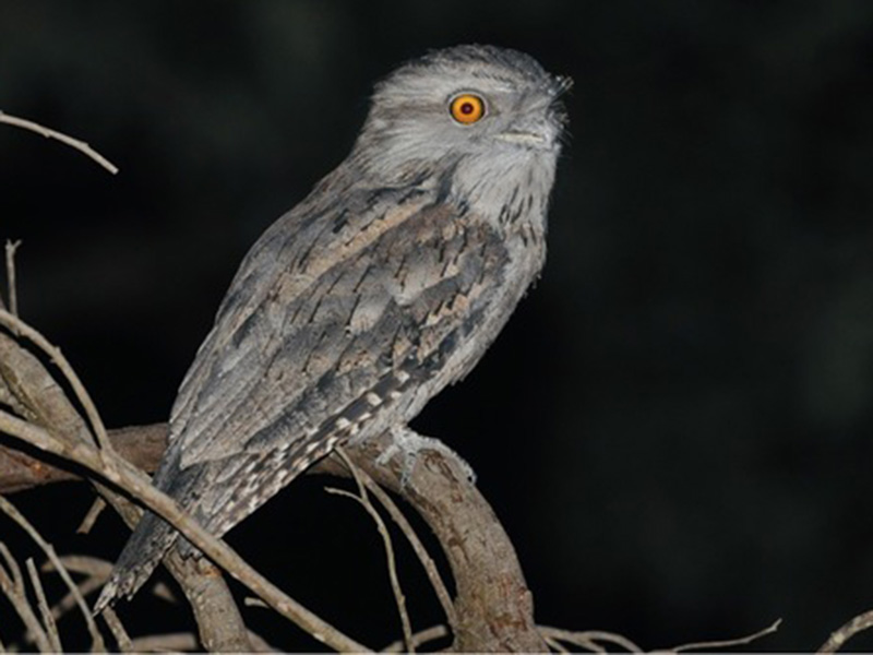 Tawny frogmouth