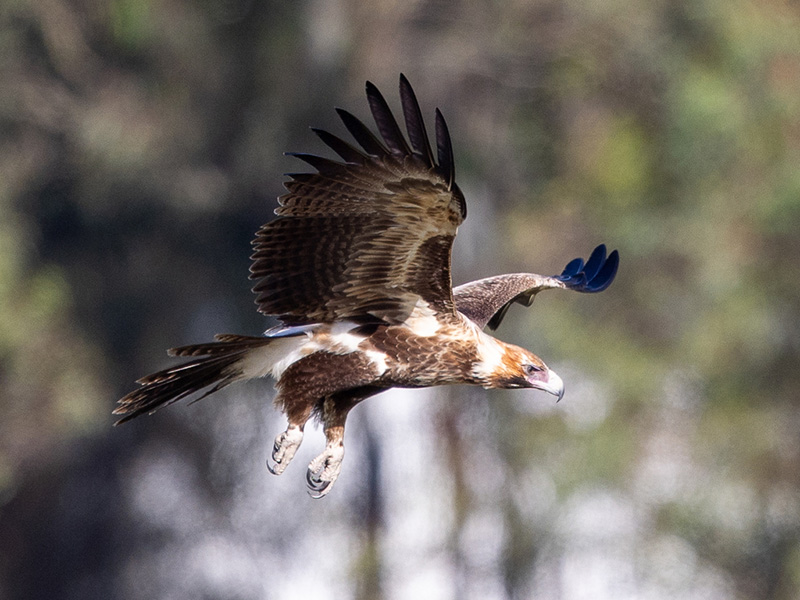 Wedge-tailed eagle