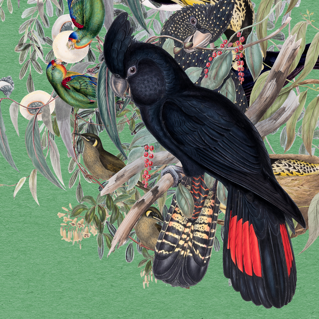 AM_BIRDS_socials