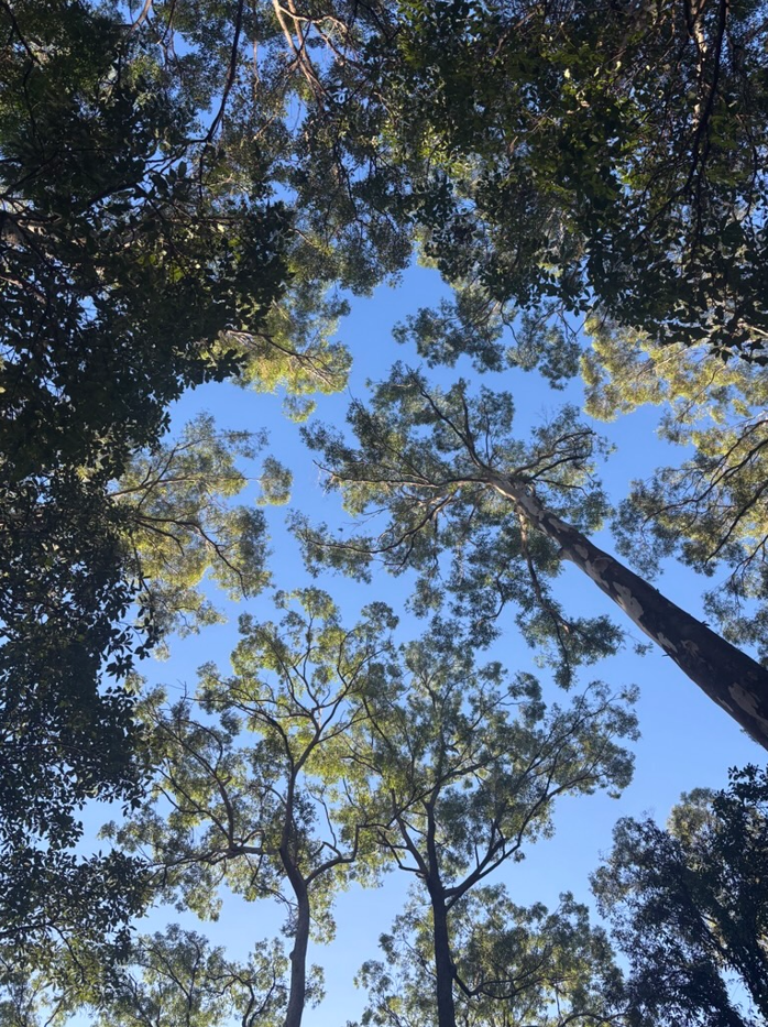 imagetree